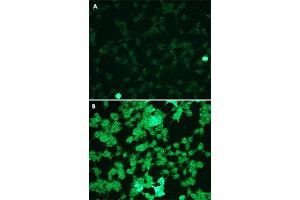 Immunofluorescence staining of HEK293 cells (A, untreated) and hydrogen peroxide treated cells (B) with MAPK1/MAPK3 (phospho T202/204) monoclonal antibody, clone G15-B  at 1:100 dilution. (ERK2 antibody  (pThr202, pThr204))