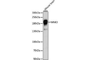 Western blot analysis of extracts of mouse brain, using WNK3 antibody (ABIN7271382) at 1:1000 dilution. (WNK3 antibody  (AA 500-600))