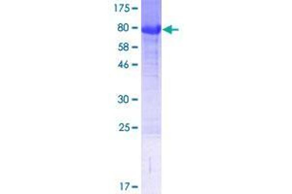 FAM63A Protein (AA 1-469) (GST tag)