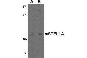 Western Blotting (WB) image for anti-Developmental Pluripotency Associated 3 (DPPA3) (C-Term) antibody (ABIN1030705) (DPPA3 antibody  (C-Term))