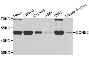 Western blot analysis of extracts of various cell lines, using CCNB2 antibody. (Cyclin B2 antibody)
