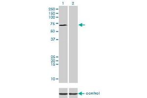 Western blot analysis of SP110 over-expressed 293 cell line, cotransfected with SP110 Validated Chimera RNAi (Lane 2) or non-transfected control (Lane 1). (SP110 antibody  (AA 271-380))