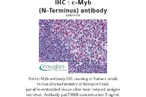 Image no. 2 for anti-V-Myb Myeloblastosis Viral Oncogene Homolog (Avian) (MYB) antibody (ABIN1732452) (MYB antibody)