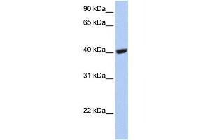 Western Blotting (WB) image for anti-Selenium Binding Protein 1 (SELENBP1) antibody (ABIN2459185) (SELENBP1 antibody)