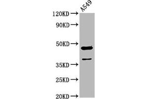 Western Blot Positive WB detected in: A549 whole cell lysate All lanes: NR2F1 antibody at 3. (NR2F1 antibody  (AA 178-421))