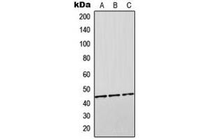 Western blot analysis of Orosomucoid 2 expression in HEK293T (A), SP2/0 (B), H9C2 (C) whole cell lysates. (Orosomucoid 2 antibody  (Center))