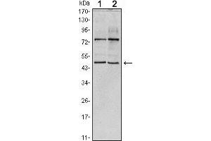 Western blot analysis using THAP11 mouse mAb against Hela (1) and NTERA-2 (2) cell lysate. (THAP11 antibody)