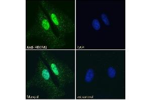 ABIN334418 Immunofluorescence analysis of paraformaldehyde fixed HeLa cells, permeabilized with 0. (HEXIM1 antibody  (C-Term))