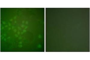 Immunofluorescence (IF) image for anti-RAD17 (RAD17) (AA 621-670) antibody (ABIN2888607) (RAD17 antibody  (AA 621-670))