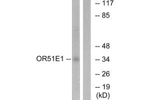Western blot analysis of extracts from HeLa cells, using OR51E1 antibody. (OR51E1 antibody  (C-Term))