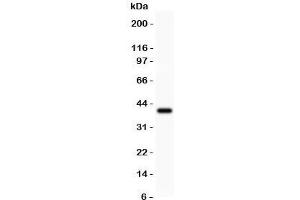 Western blot testing of Annexin A1 antibody and recombinant human protein (0. (Annexin a1 antibody  (AA 2-346))