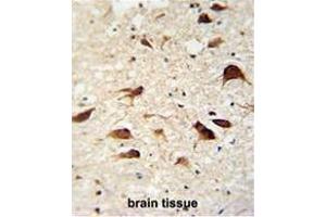 CB018 antibody (C-term) immunohistochemistry analysis in formalin fixed and paraffin embedded human brain tissue followed by peroxidase conjugation of the secondary antibody and DAB staining. (SLC35F6 antibody  (C-Term))