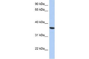 PSTK antibody  (Middle Region)