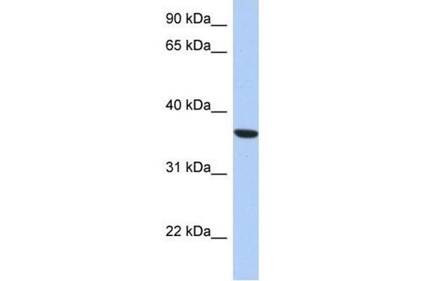 PSTK antibody  (Middle Region)