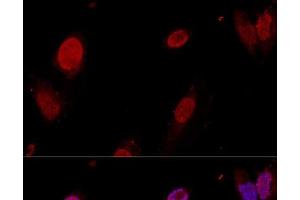 Confocal immunofluorescence analysis of U-2OS cells using PTBP1 Polyclonal Antibody at dilution of 1:50. (PTBP1 antibody)