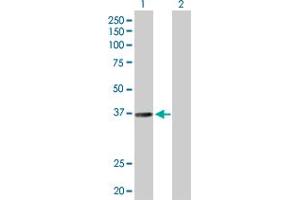 Western Blot analysis of RALY expression in transfected 293T cell line by RALY MaxPab polyclonal antibody. (Raly antibody  (AA 1-307))