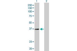 Western Blot analysis of RALY expression in transfected 293T cell line by RALY MaxPab polyclonal antibody. (Raly antibody  (AA 1-307))