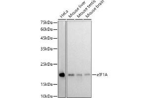 Western blot analysis of extracts of various cell lines, using eIF1A antibody (ABIN7267027) at 1:1000 dilution. (Eukaryotic Translation Initiation Factor 1A (EIF1A) antibody)
