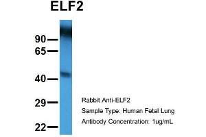 Hum. (ELF2 antibody  (N-Term))