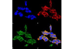 Immunocytochemistry/Immunofluorescence analysis using Mouse Anti-O-GalNAC Monoclonal Antibody, Clone 9B9 . (O-GalNAC antibody)