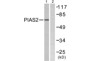 Western blot analysis of extracts from COS7 cells, using PIAS2 antibody. (PIAS2 antibody  (N-Term))