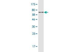 Western Blot detection against Immunogen (74. (PDIA6 antibody  (AA 1-440))