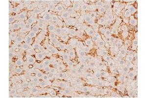 ABIN6267525 at 1/200 staining Rat liver tissue sections by IHC-P. (GATA4 antibody  (pSer262))