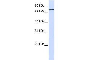 UNC5A antibody used at 1 ug/ml to detect target protein. (UNC5A antibody)