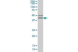 SGCB antibody  (AA 87-196)