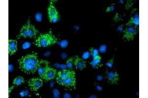 Anti-AK4 mouse monoclonal antibody (ABIN2454868) immunofluorescent staining of COS7 cells transiently transfected by pCMV6-ENTRY AK4 (RC220572). (AK4 antibody)