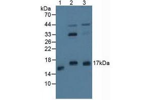 Figure. (Protein Phosphatase 3, Regulatory Subunit 1 (AA 2-170) antibody)