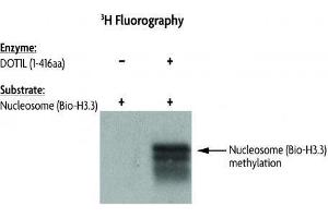 DOT1L Activity assay using Recombinant Nucleosomes (H3. (Nucleosomes (AA 1-103), (AA 1-126), (AA 1-130), (AA 1-136), (biotinylated), (C-Term) protein (Biotin))