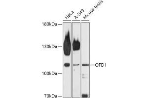 Western blot analysis of extracts of various cell lines, using OFD1 antibody (ABIN7269106) at 1:1000 dilution. (OFD1 antibody  (AA 763-1012))