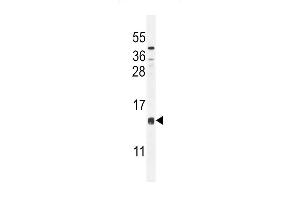 CCD Antibody (C-term) (ABIN654802 and ABIN2844477) western blot analysis in mouse liver tissue lysates (35 μg/lane). (CCDC126 antibody  (C-Term))