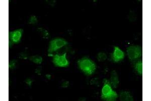 Anti-BSG mouse monoclonal antibody (ABIN2452825) immunofluorescent staining of COS7 cells transiently transfected by pCMV6-ENTRY BSG (RC219464). (CD147 antibody)