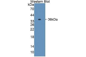 Figure. (Caspase 7 antibody  (AA 1-250))