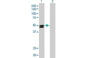 Western Blot analysis of SMPDL3B expression in transfected 293T cell line by SMPDL3B MaxPab polyclonal antibody.