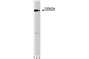 Western blot analysis of Rb2 on a Jurkat cell lysate.