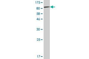 Western Blot detection against Immunogen (84. (PKM2 antibody  (AA 1-531))