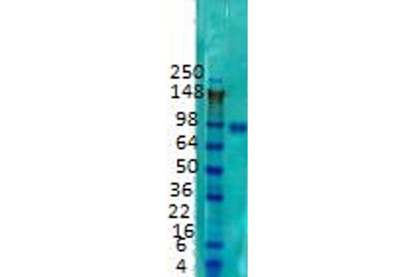 STRN4 antibody  (Internal Region)