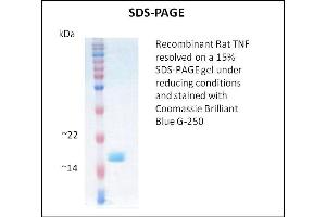 SDS-PAGE (SDS) image for Tumor Necrosis Factor alpha (TNF alpha) (Active) protein (ABIN5509416) (TNF alpha Protein)