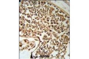 SERPINH1 Antibody (C-term) (R) IHC analysis in formalin fixed and paraffin embedded human testis tissue followed by peroxidase conjugation of the secondary antibody and DAB staining.