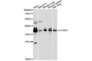 Western blot analysis of extracts of various cell lines, using CCND2 antibody (ABIN1875413) at 1:1000 dilution. (Cyclin D2 antibody)