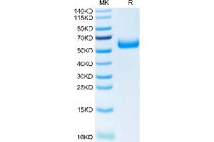 TREM2 Protein (AA 19-174) (Fc Tag)