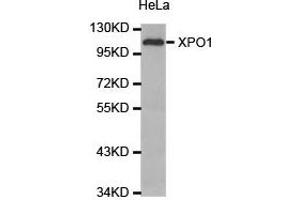 Western Blotting (WB) image for anti-Exportin 1 (XPO1) antibody (ABIN1875362) (XPO1 antibody)