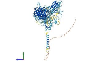 AlphaFold protein structure predicition of Mouse Recombinant St14 Protein, UniprotID P56677 (ST14 Protein (AA 1-855) (His tag))