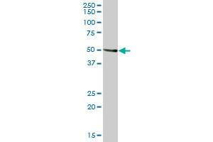 NUDT12 MaxPab polyclonal antibody. (NUDT12 antibody  (AA 1-462))