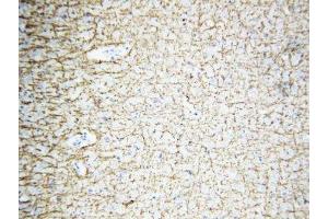 IHC-P: MBP antibody testing of rat brain tissue (MBP antibody  (C-Term))