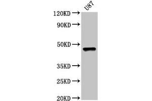 Western Blot Positive WB detected in: U87 whole cell lysate All lanes: SOX8 antibody at 5 μg/mL Secondary Goat polyclonal to rabbit IgG at 1/50000 dilution Predicted band size: 48 kDa Observed band size: 48 kDa (SOX8 antibody  (AA 292-386))