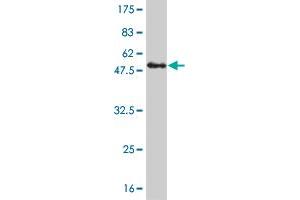 Western Blot detection against Immunogen (48. (KIF26A antibody  (AA 1-203))